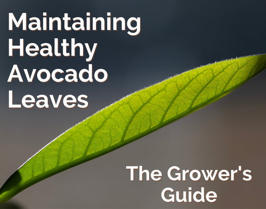 A grower's guide to healthy Avocado Leaves