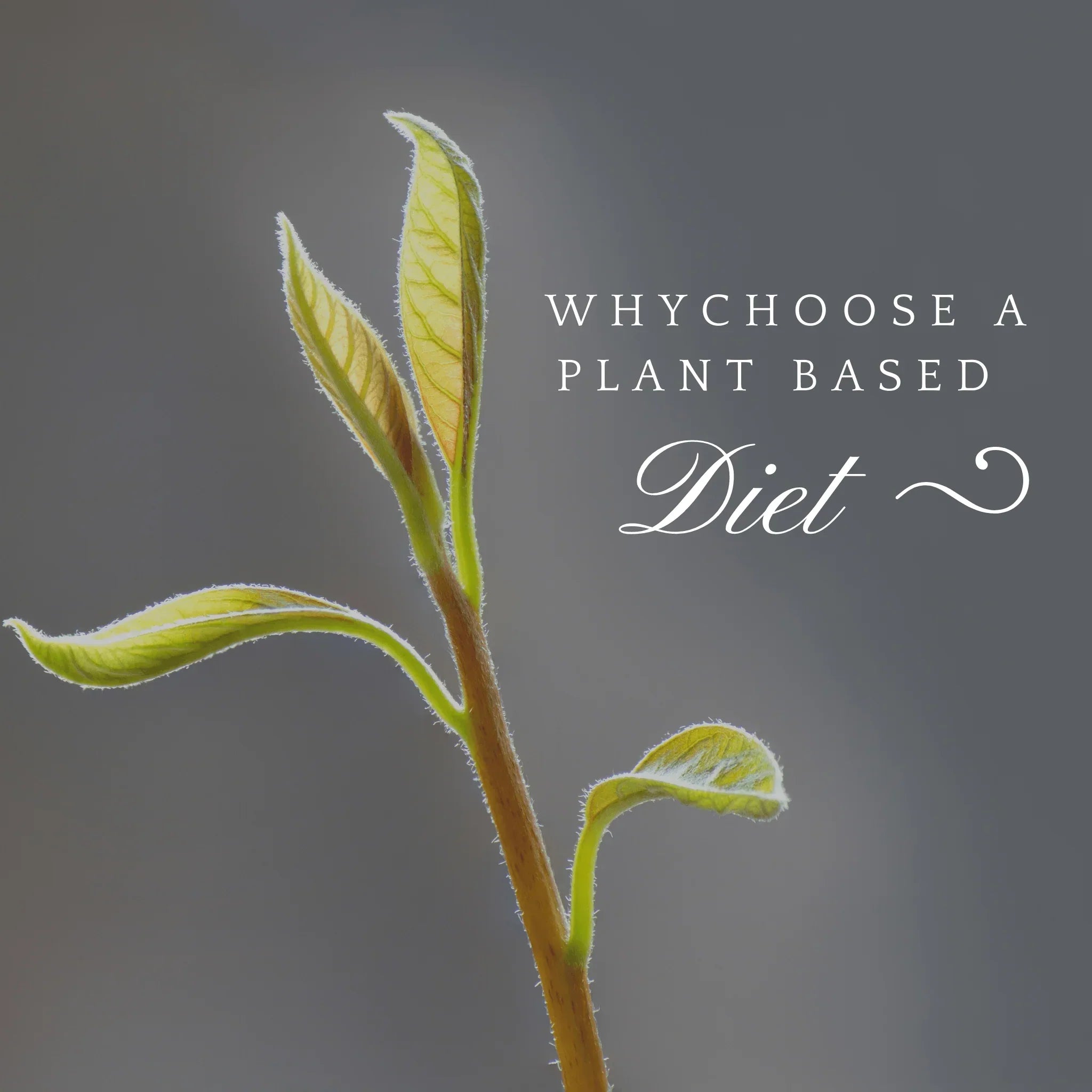 The Plant-Based Diet | Health Benefits & More