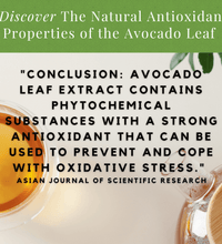2 Pack Avocado Leaf Tea Natural - Avocado Tea Co., pharmaceutical study on the benefits of the avocado leaf, Antioxidant tea