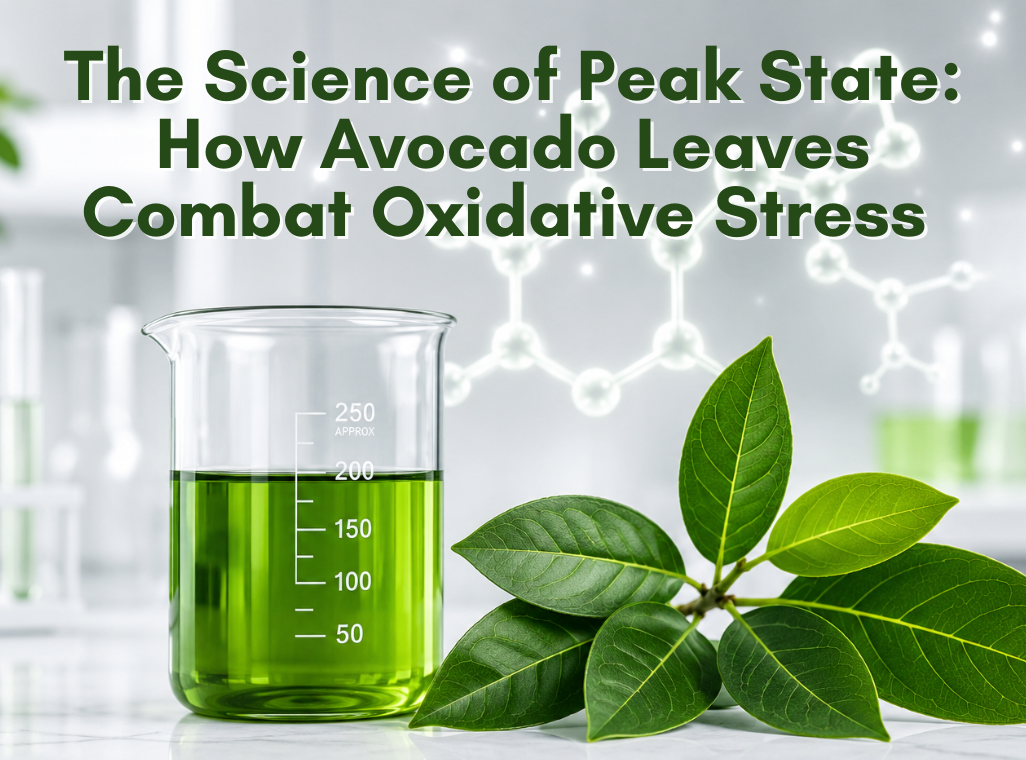 The Science of Peak State: How Avocado Leaves Combat Oxidative Stress