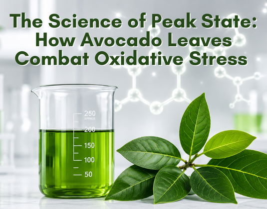 The Science of Peak State: How Avocado Leaves Combat Oxidative Stress
