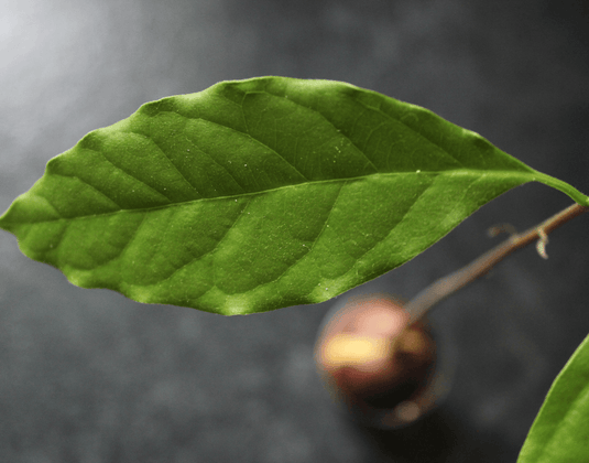 Can Avocado Leaf Help Regulate Blood Glucose Levels?