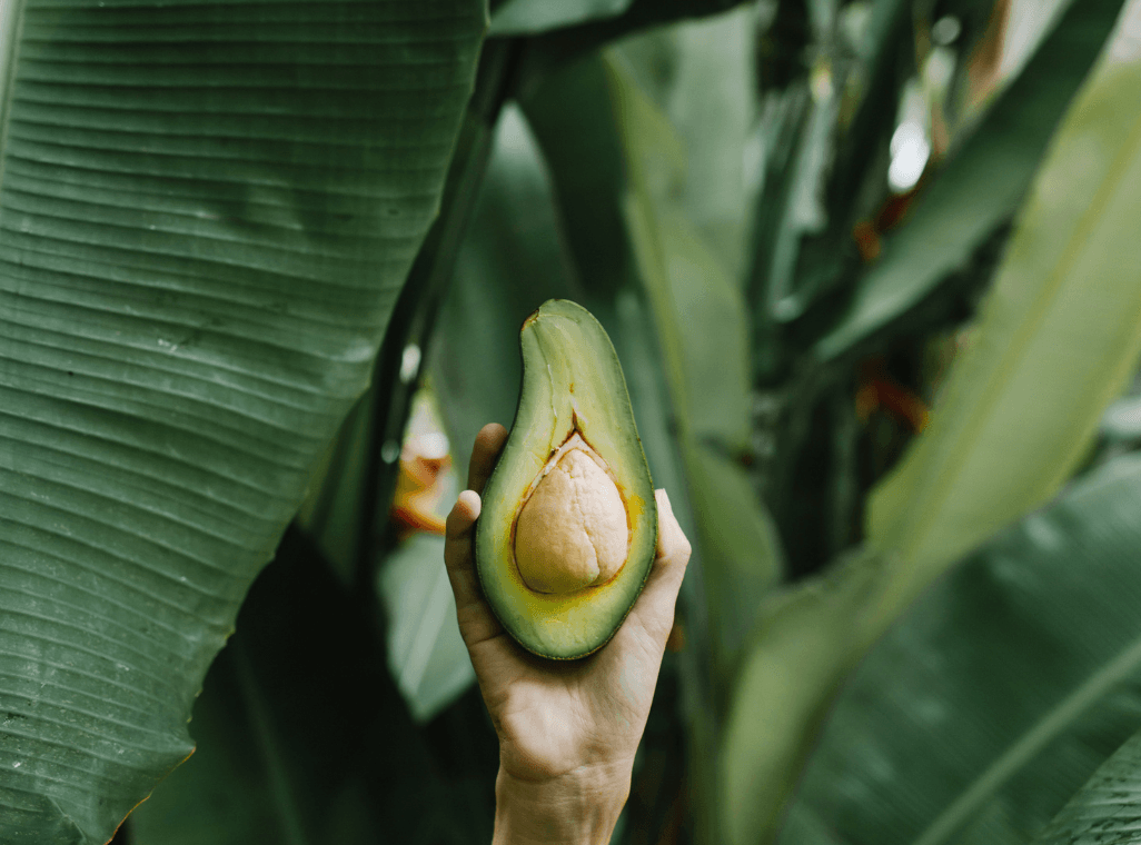 Avocado Leaves & Blood Pressure-  A 2022 Study Provides New Insight