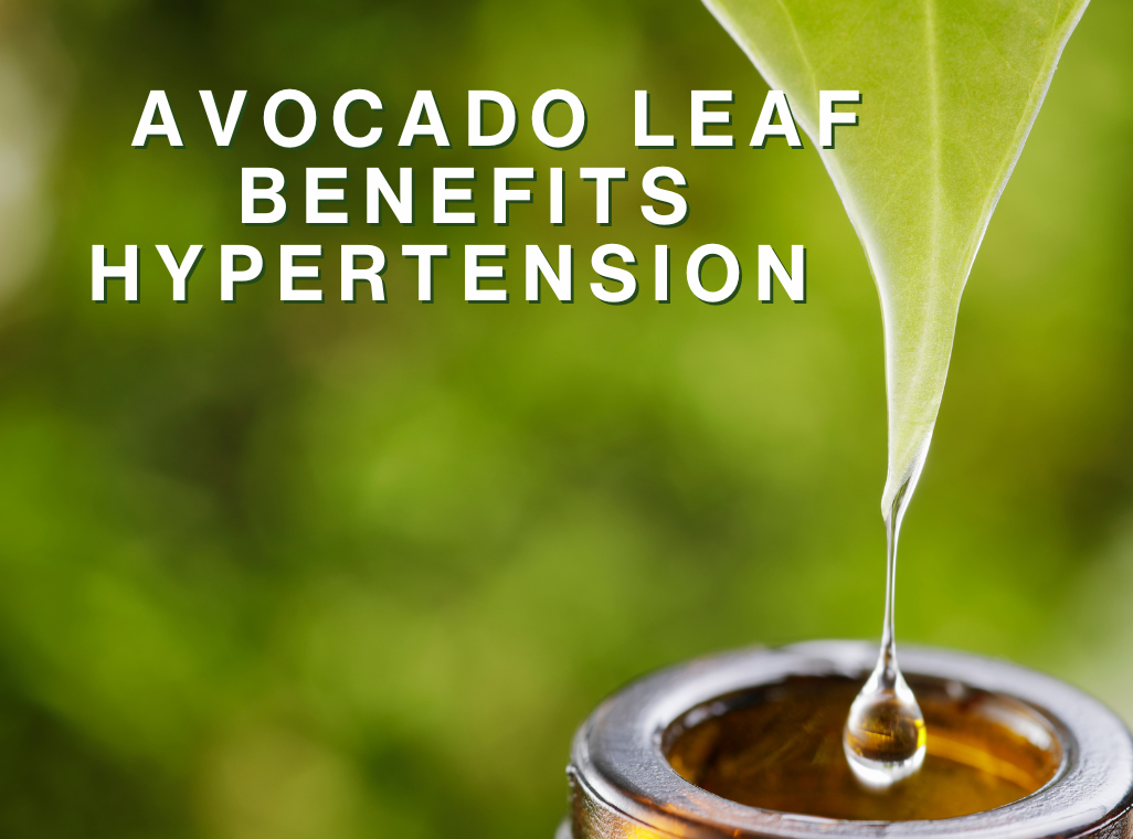 Discover the Anti-Hypertensive Power of Avocado Leaves and Seeds