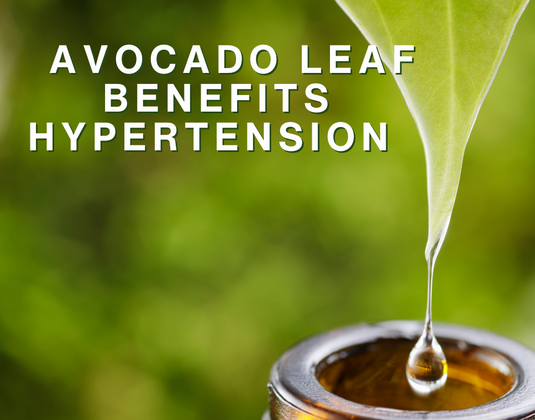 Discover the Anti-Hypertensive Power of Avocado Leaves and Seeds