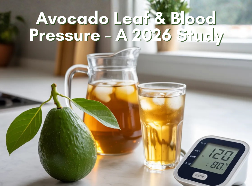 Avocado Leaf Tea Benefits: New Research on Blood Pressure
