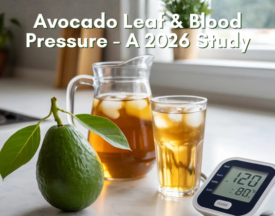 Avocado Leaf Tea Benefits: New Research on Blood Pressure