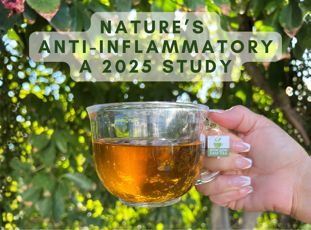 Avocado Leaf Tea: The Natural Anti-Inflammatory Secret Backed by Science
