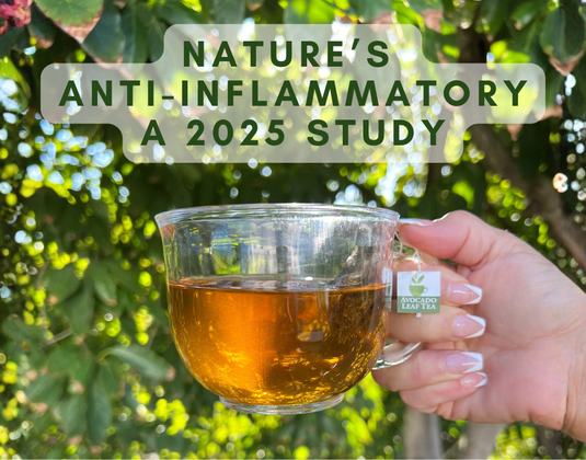 Avocado Leaf Tea: The Natural Anti-Inflammatory Secret Backed by Science