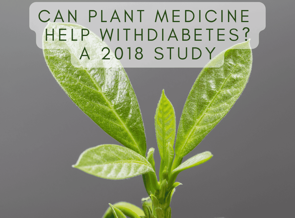 Can plant medicine help treat Diabetes? 2018 Study on Piper Umbellatum & Avocado Leaf