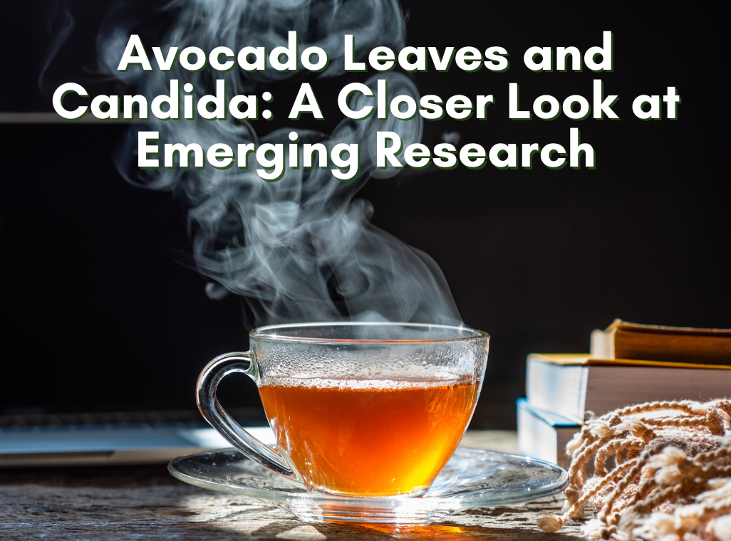 Avocado Leaves & Neem Leaves for Fungal Infections