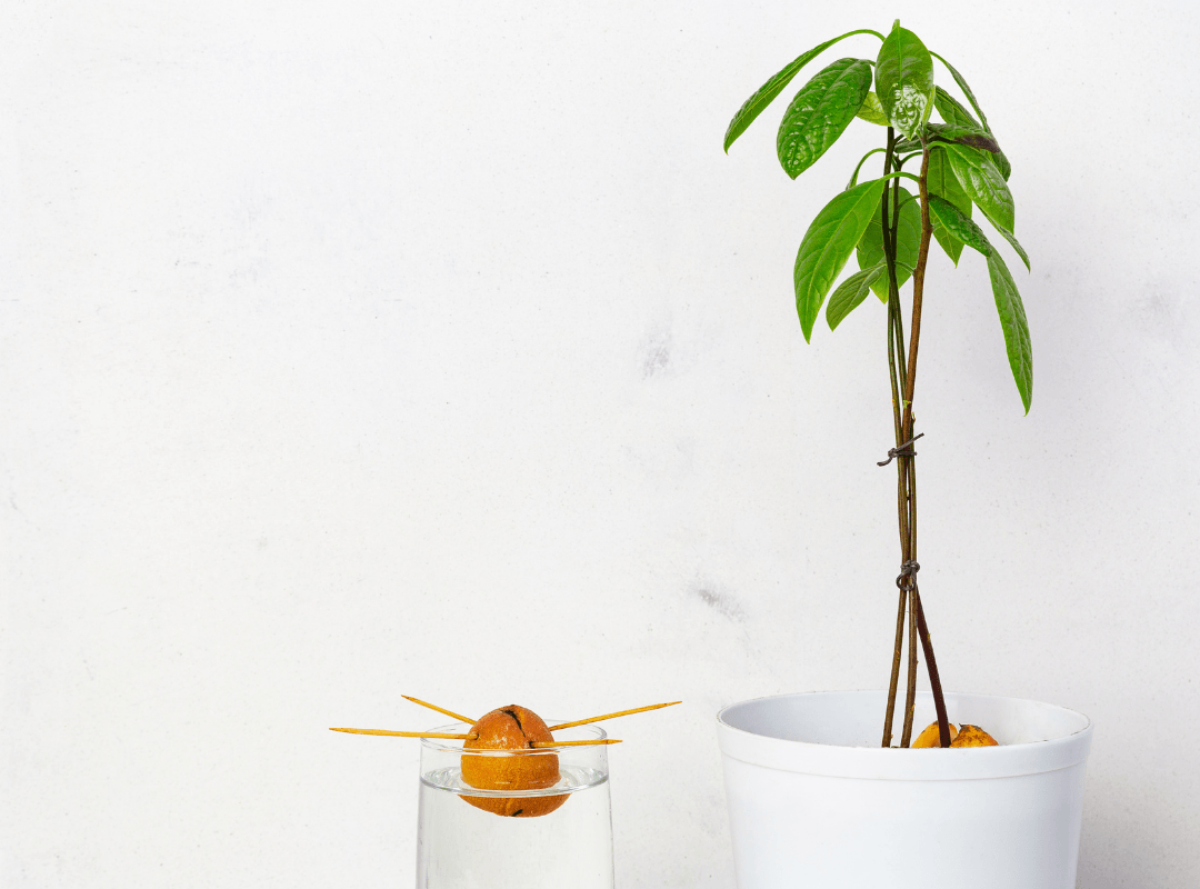 Growing Your Own Avocado Tree