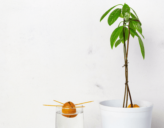 Growing Your Own Avocado Tree