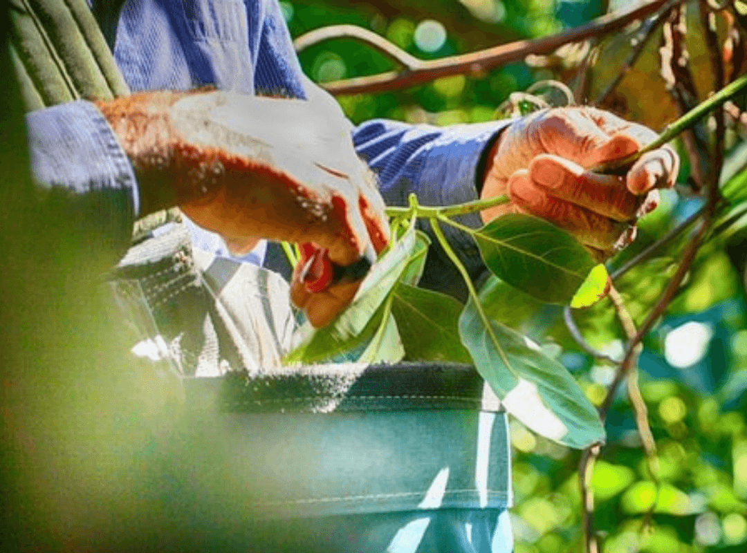 Avocado Leaf Tea - Hand Picked in Temecula California