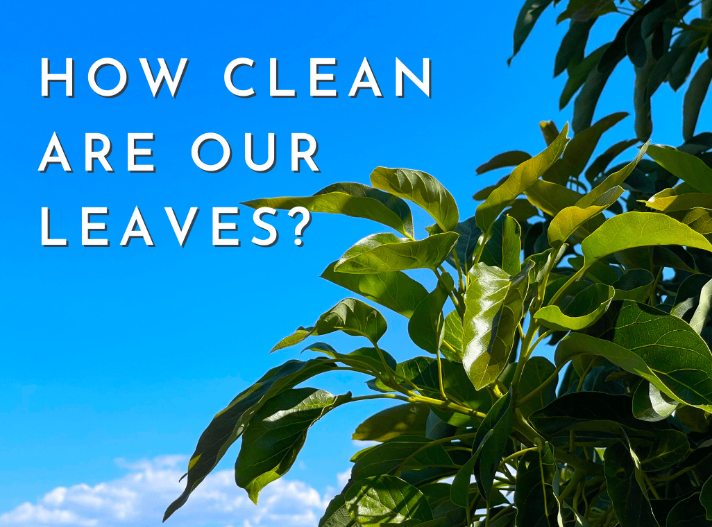 How Clean Are Our Leaves?