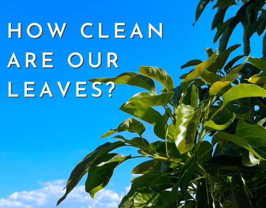How Clean Are Our Leaves?