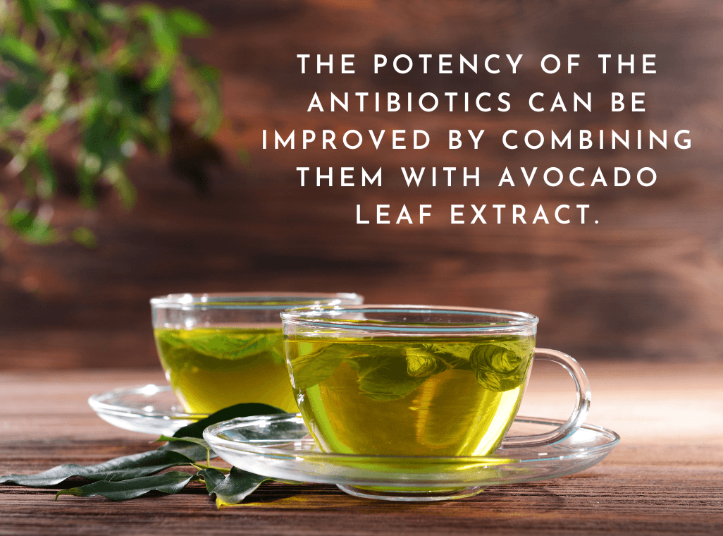 Increase the Effectiveness of Antibiotics with Avocado Leaf