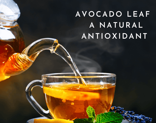The Evidence Behind Natural Antioxidant Benefits of Avocado Leaf Extracts