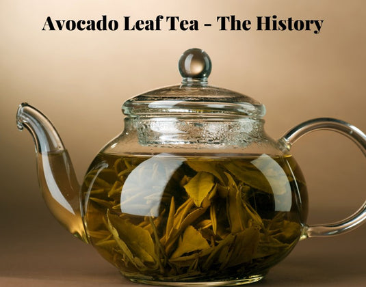 Avocado Leaf Tea An Ancient Healing Elixir
