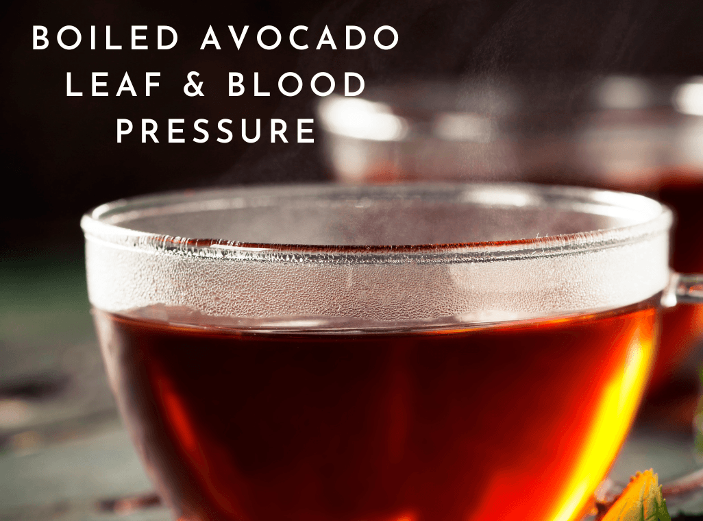 How Boiled Avocado Leaf Helps Lower Blood Pressure