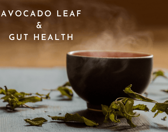 Avocado Leaf & Gut Health