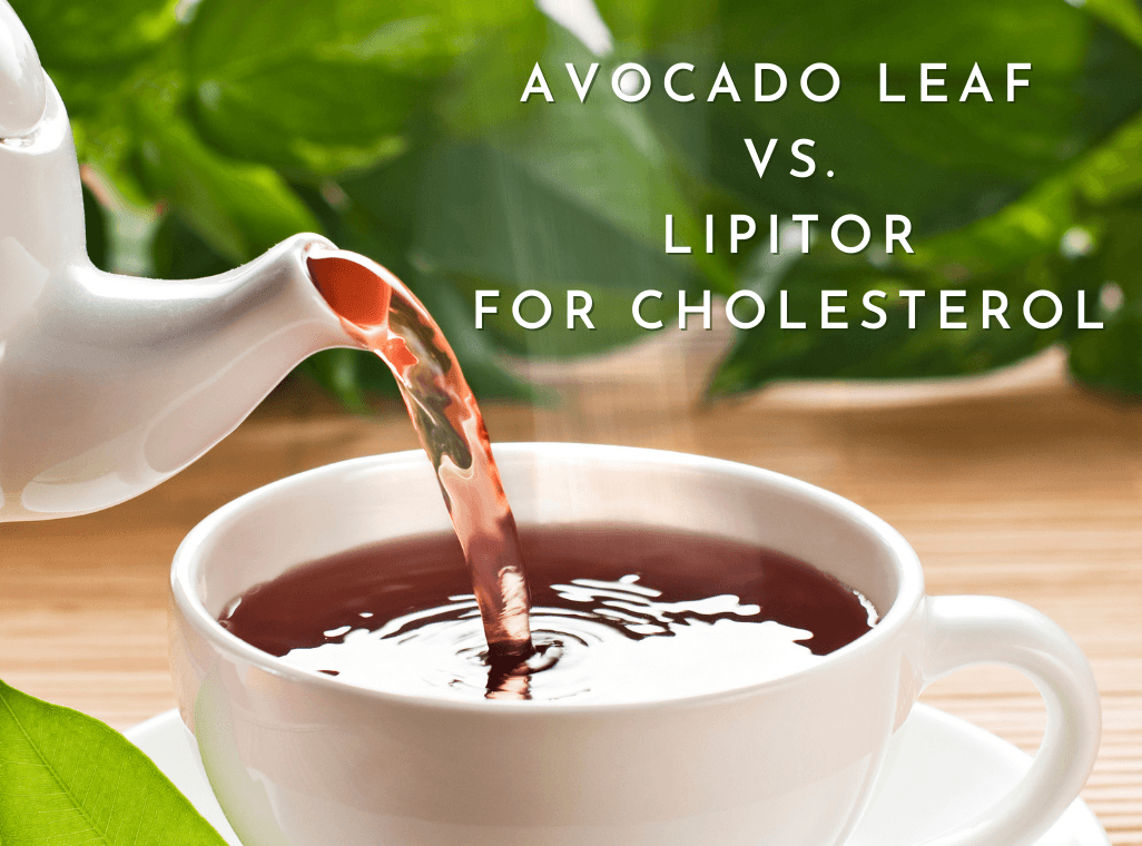 Avocado Leaf Vs. Lipitor for Cholesterol