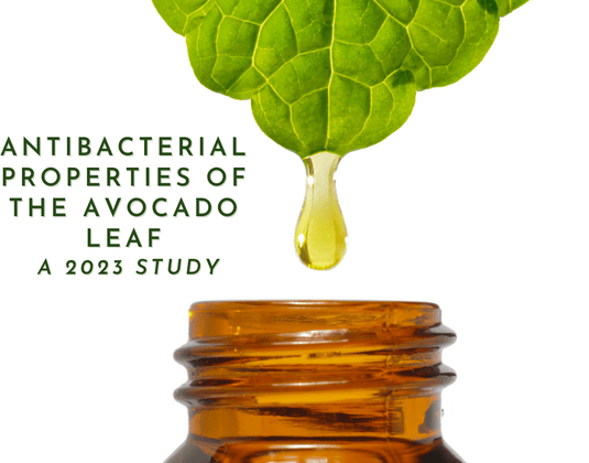 Avocado Leaves as Natural Antibiotics: Newly released 2023 Research