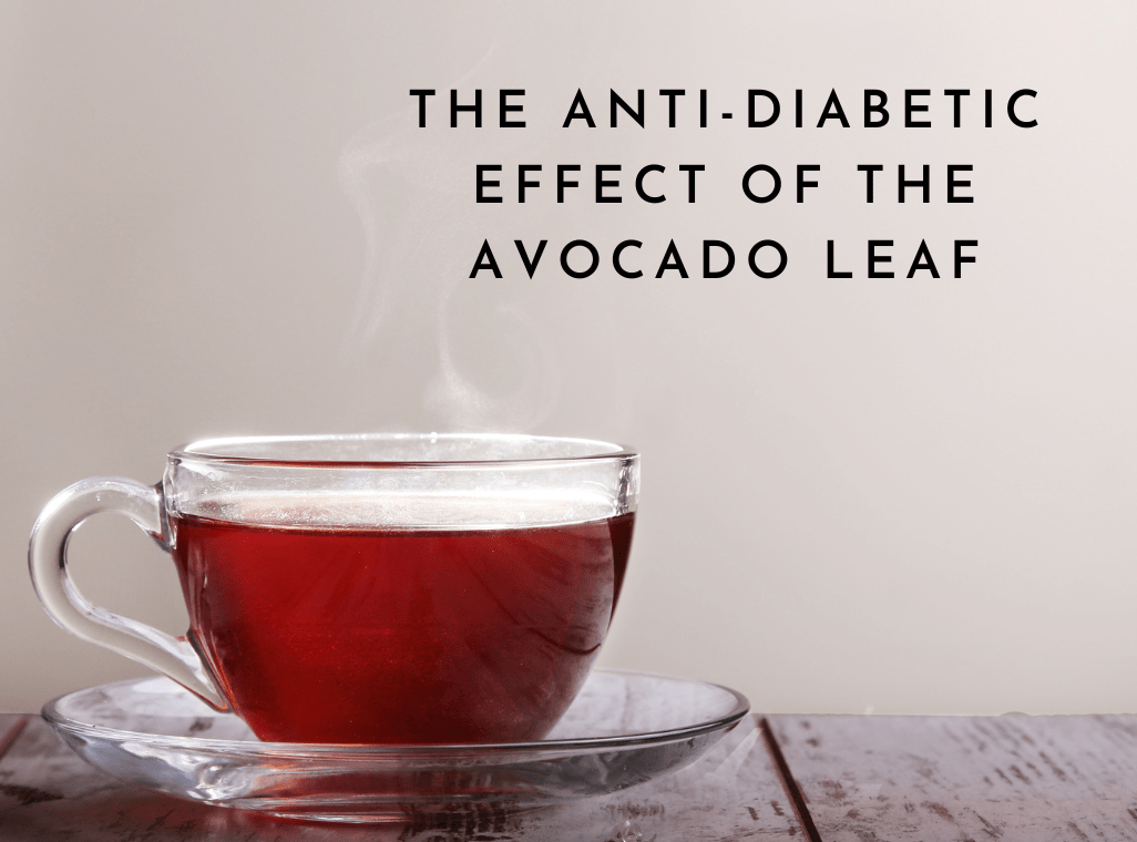 The Anti-Diabetic Effect of the Avocado Leaf - A 2012 Study
