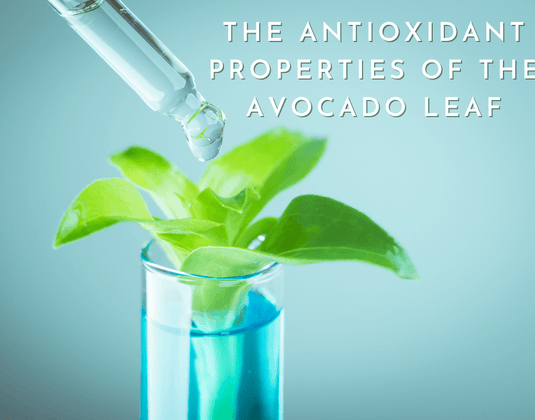 A 2015 study reveals the antioxidant properties of the avocado leaf
