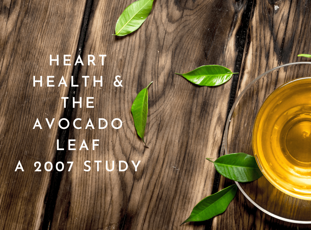 Heart Health & the Avocado Leaf