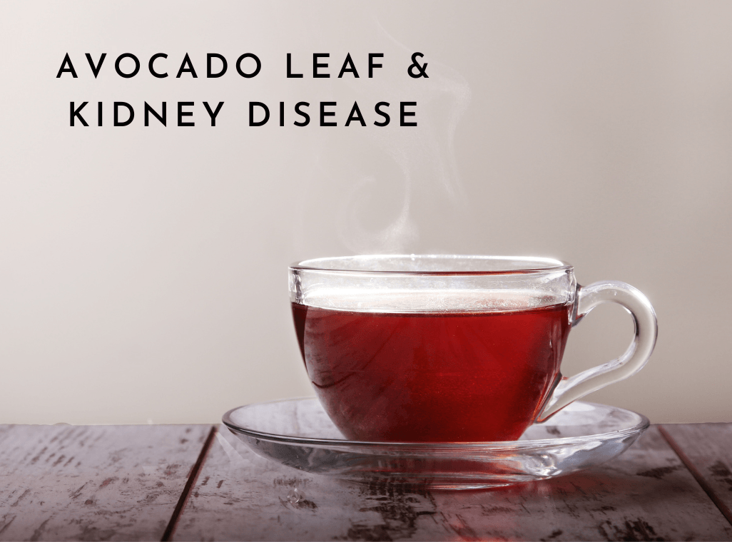 Avocado Leaf & Kidney Disease