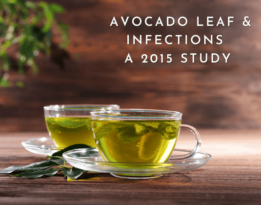 Infections & The Avocado Leaf - A 2015 Study