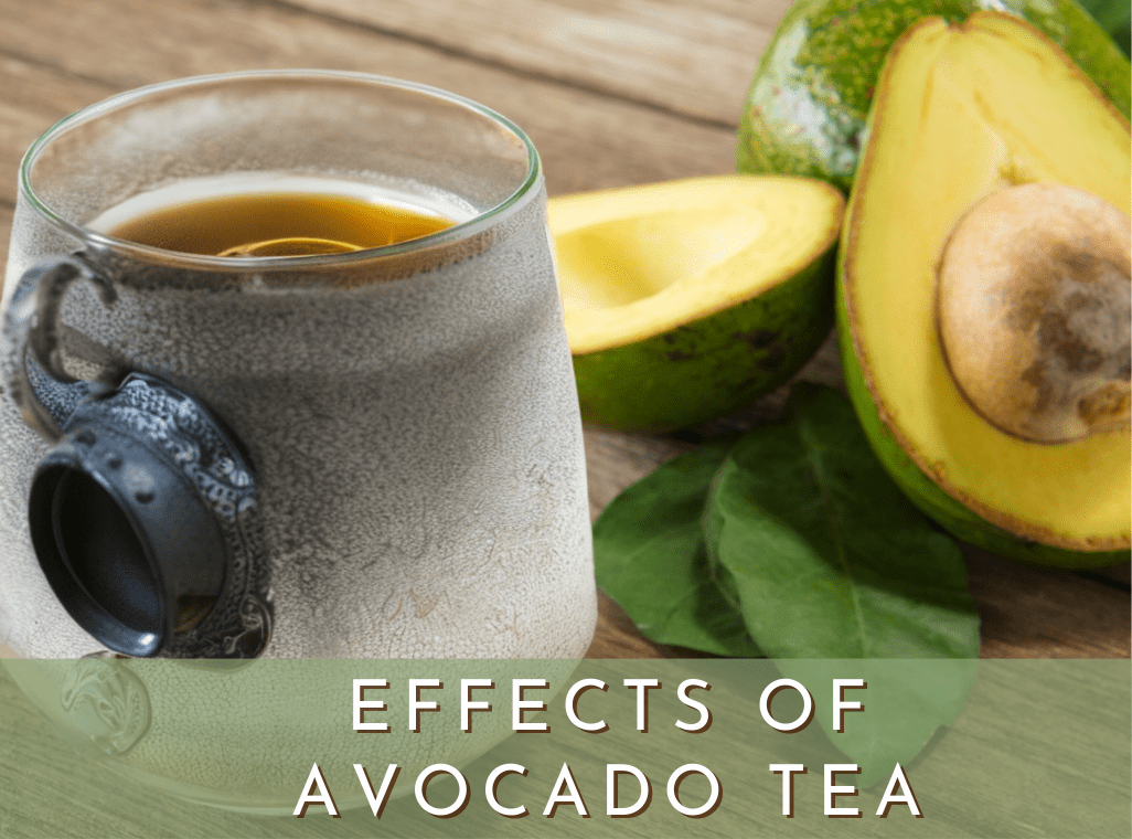 Effects of Avocado Leaf Tea