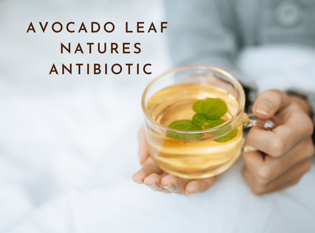 Nature's Antibiotic: Avocado Leaves Unveil Healing Powers
