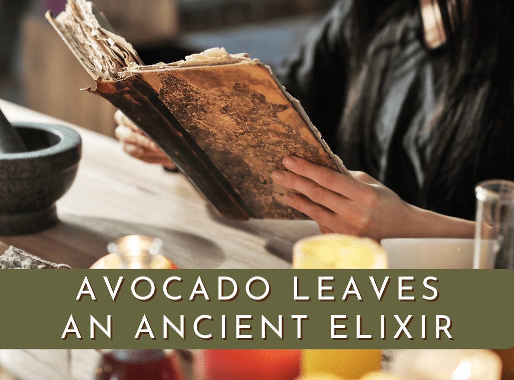 Discover the Ancient Elixir: Avocado Leaves in Aztec and Mayan Culture