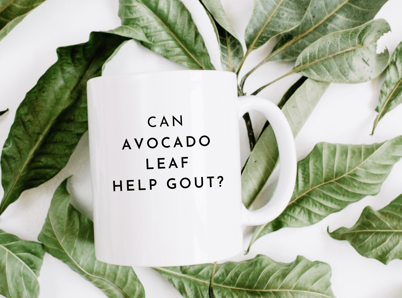 Gout & Avocado Leaf