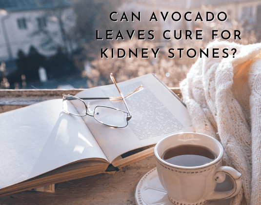 Are Avocado Leaves the New Cure for Kidney Stones?