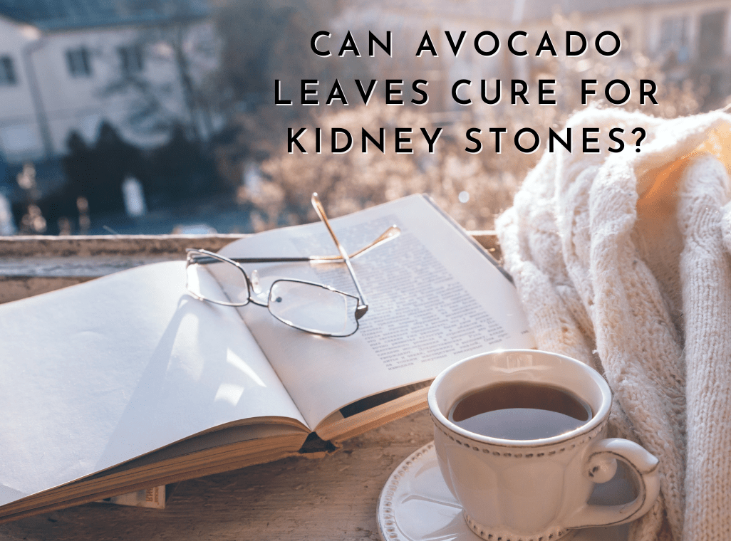 Are Avocado Leaves the New Cure for Kidney Stones?