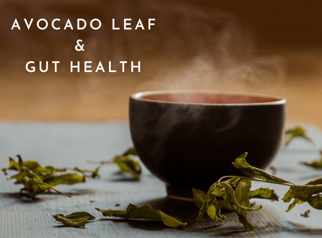 Avocado Leaf & Gut Health