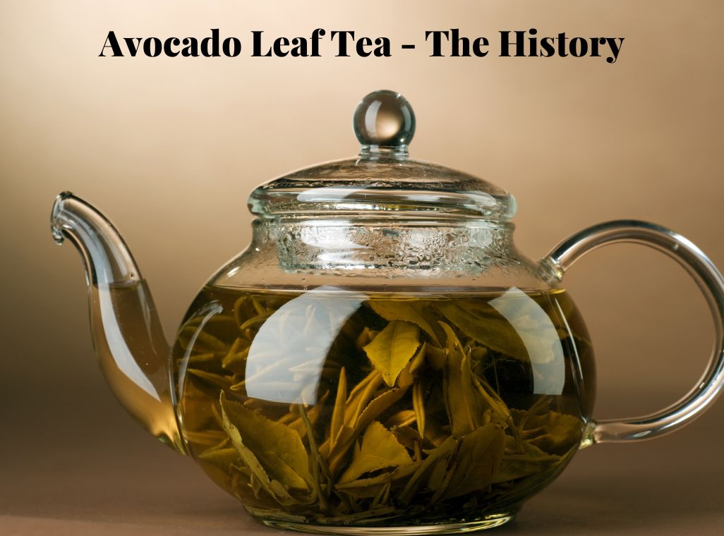 Avocado Leaf Tea An Ancient Healing Elixir