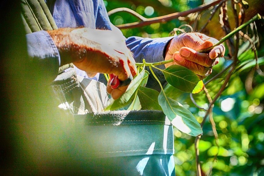 Avocado Leaf Tea - GAP - Good Agricultural Practices