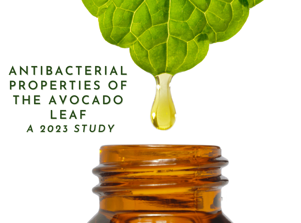 Avocado Leaves as Natural Antibiotics: Newly released 2023 Research