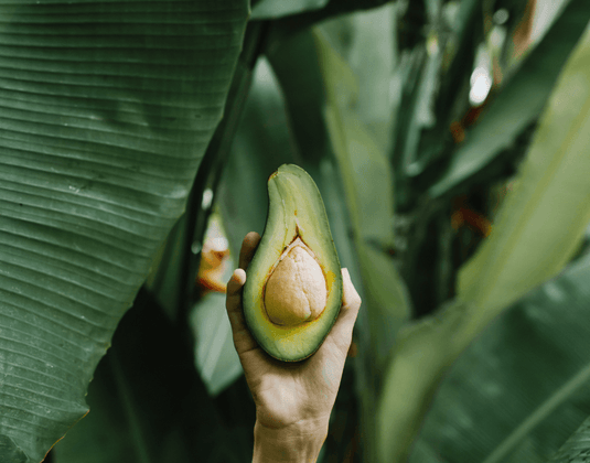 Avocado Leaves & Blood Pressure-  A 2022 Study Provides New Insight