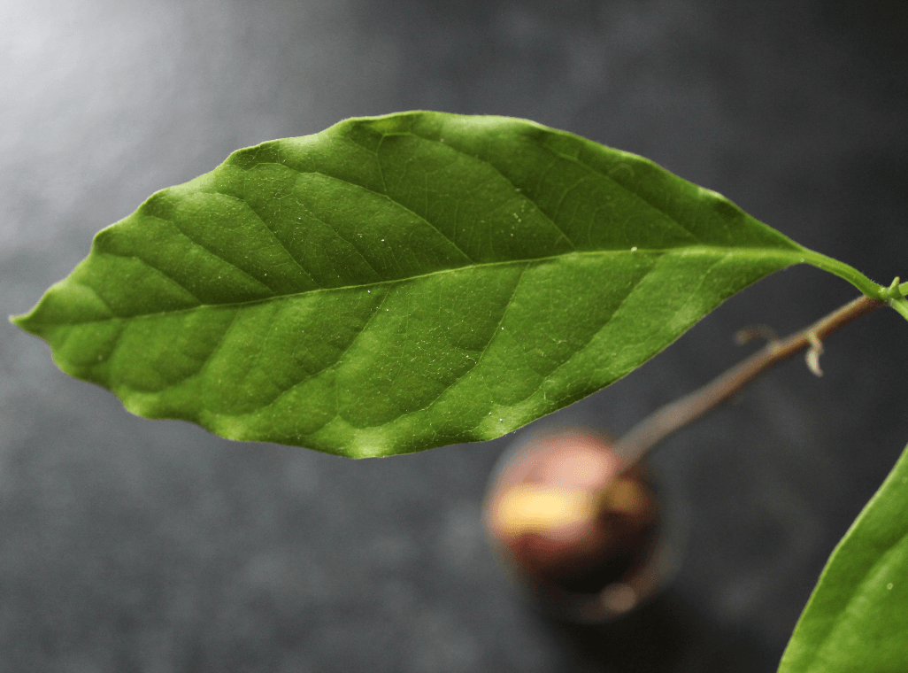 Can Avocado Leaf Help Regulate Blood Glucose Levels?