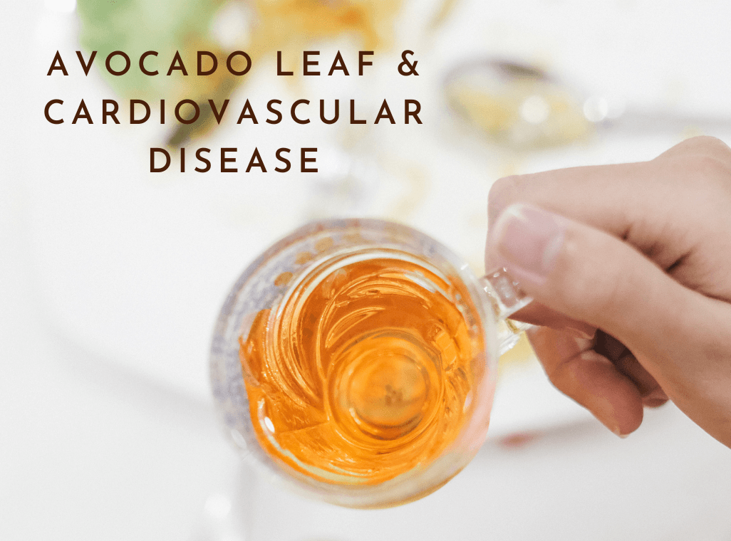 Can Cardiovascular Diseases Be Managed and Treated with Avocado Leaf Extract?