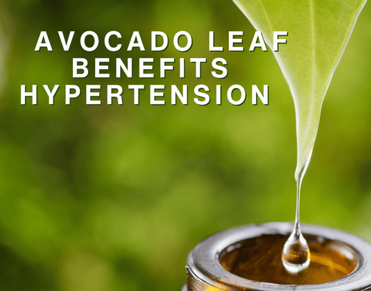 Discover the Anti-Hypertensive Power of Avocado Leaves and Seeds