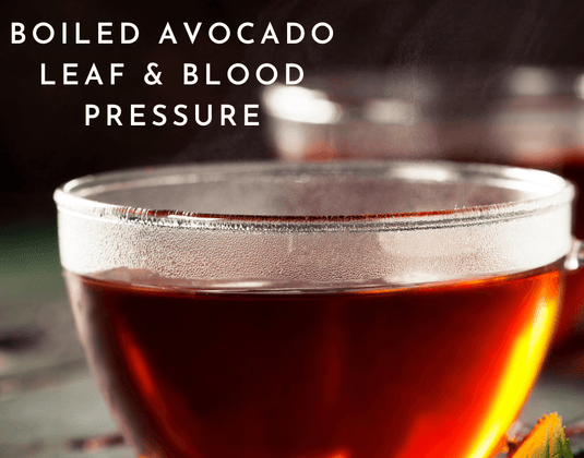 How Boiled Avocado Leaf Helps Lower Blood Pressure