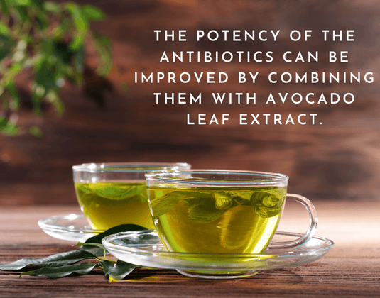 Increase the Effectiveness of Antibiotics with Avocado Leaf