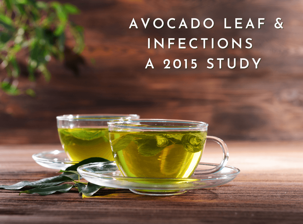 Avocado Leaf Extract and Infection Treatment — A Natural Alternative to Antibiotics