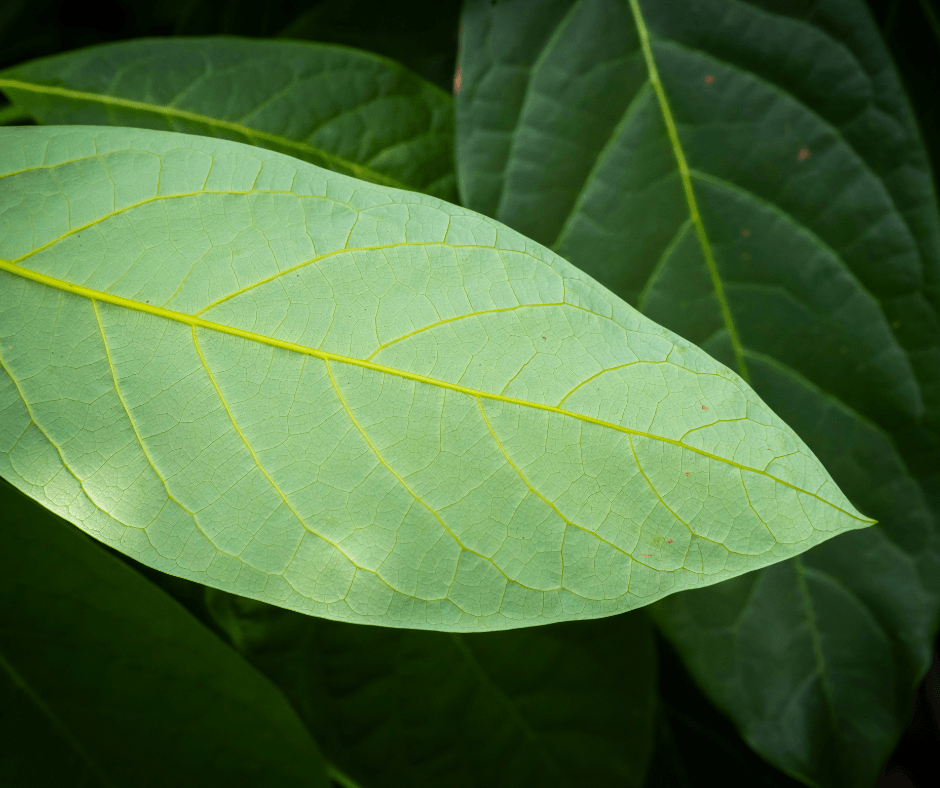 Miracle Leaf or Hype? The Disease Fighting Benefits of Avocado Leaves